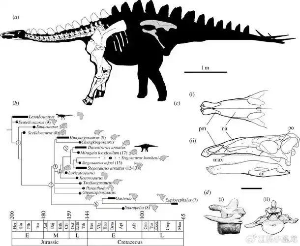 背上长刺的恐龙却用尾巴抽死天敌!