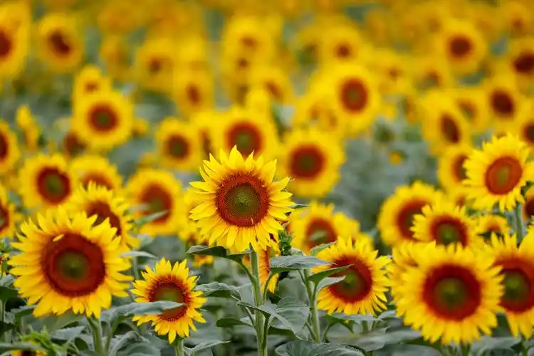 8月2日,在奥地利弗劳恩基兴附近,一只蜜蜂在一朵向日葵花上采蜜.