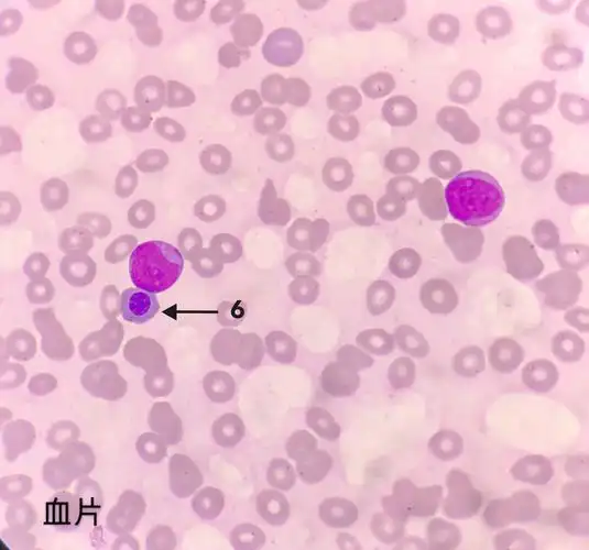 基础细胞形态 - 美篇