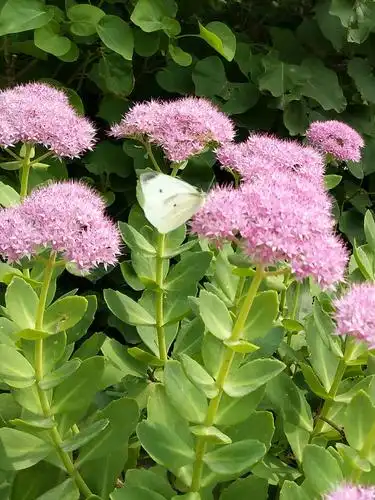八宝景天花上的蝴蝶