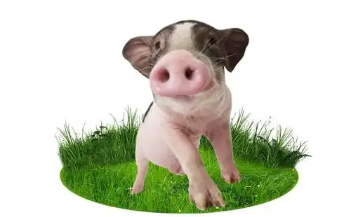 乳猪奶粉防腹泻小猪代乳粉价格