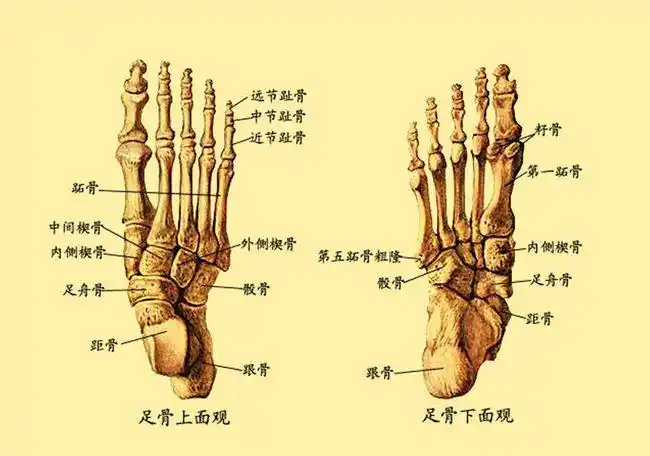 我们比欧美人少两块骨头,是因为我们进化更充分吗?
