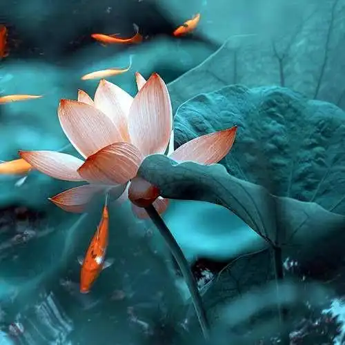 佛系图片头像禅意荷花 独一无二的佛系莲花图片微信头像_微信头像