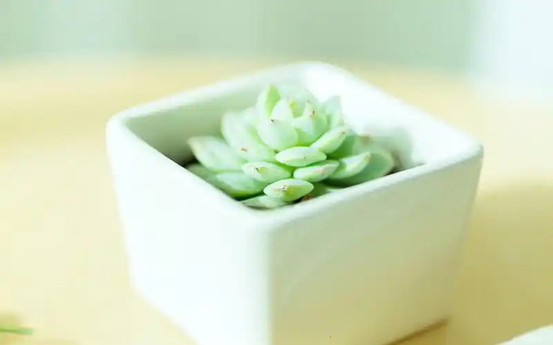 小清新唯美静物图片高清桌面壁纸