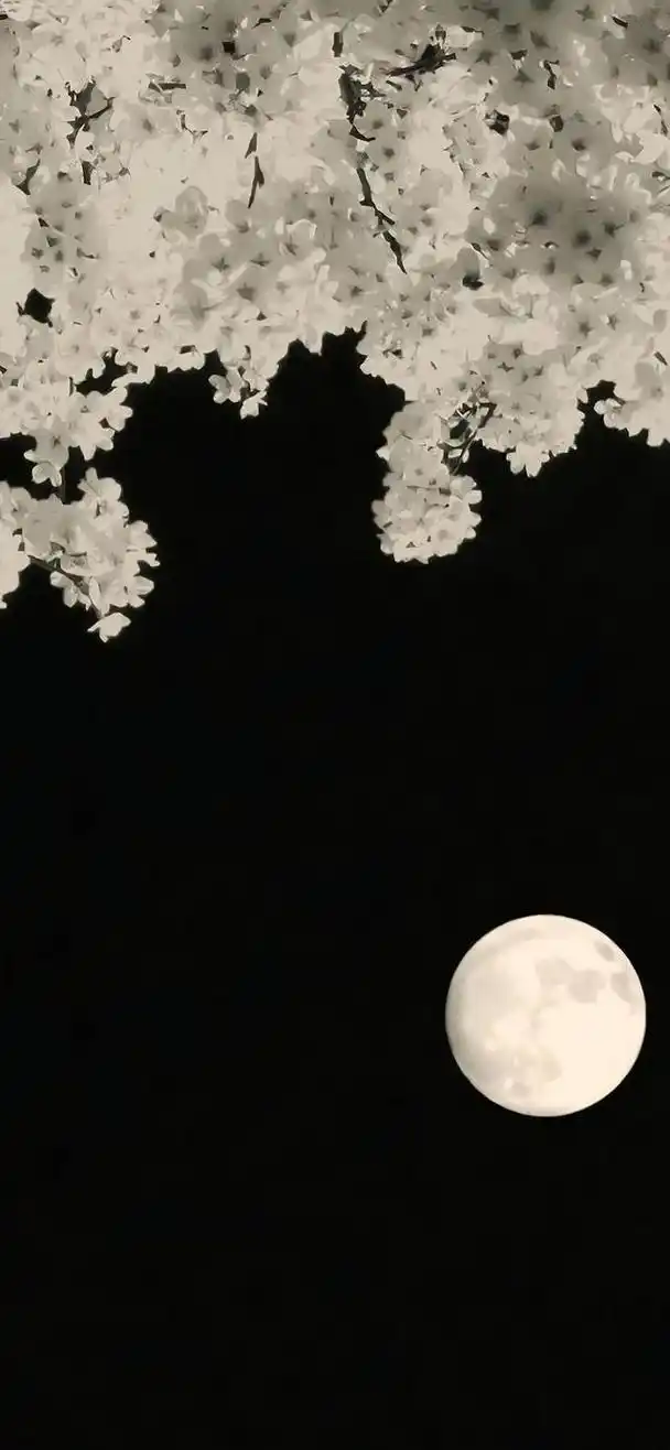 壁纸|孤独的黑夜