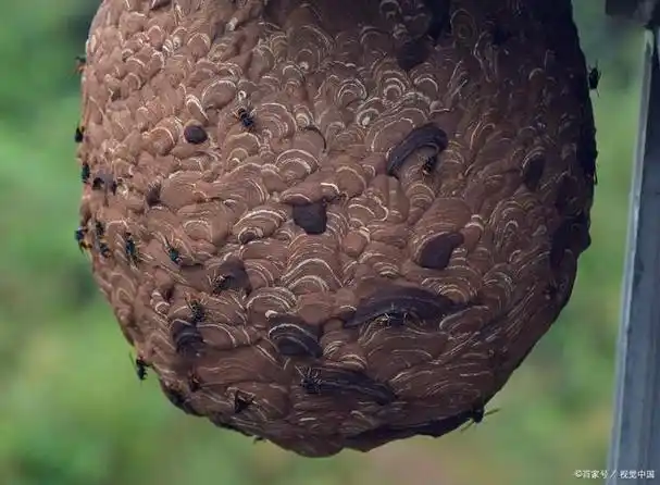 专业技巧大公开,处理马蜂窝的最佳方法,让你安全又省心