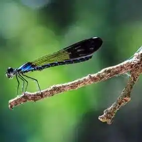 赞的蜻蜓胸针教程荷塘里的蜻蜓 多么美好的回忆……唯美蜻蜓头像图片