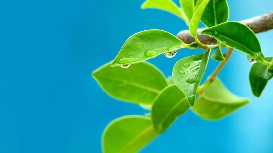 绿色树叶上的露珠 护眼壁纸 4k专区壁纸(风景静态壁纸) - 静态壁纸