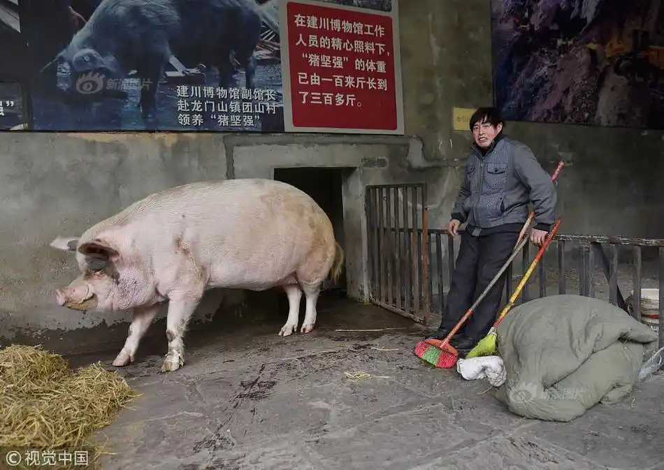"猪坚强"一日两餐敷药两次 饲养员:可再活两三年