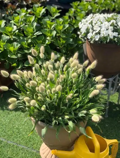 兔尾草也有别样的美感,回家养上一整盆,简单又可爱