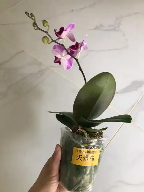 处于不同阶段的蝴蝶兰图1是天堂鸟图2是开放的天堂鸟, 抽花梗的樱花