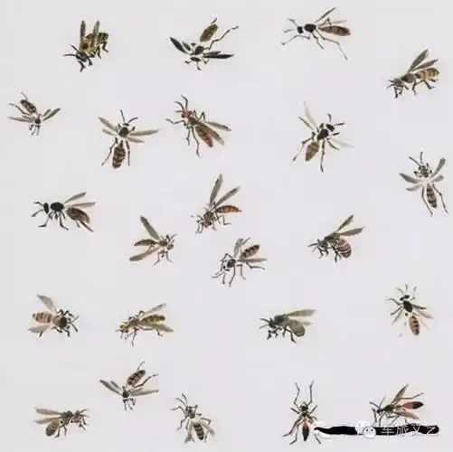 蜜蜂的画法