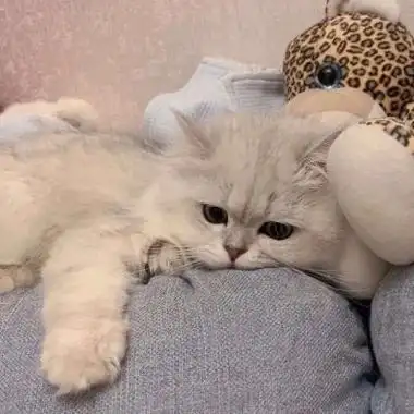 阳光呆萌的萌宠可爱小猫咪头像最新版