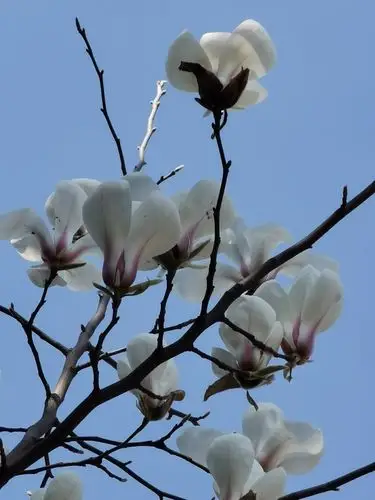 早春最美玉兰花