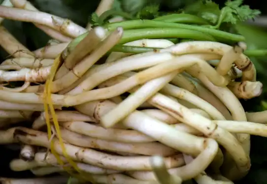 鱼腥草_作用_主要成分