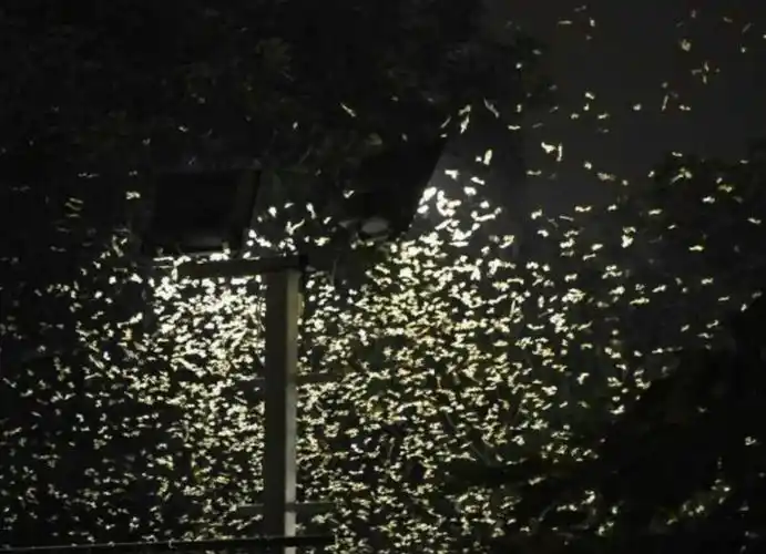 上海白蚁满天飞为何一夜大爆发