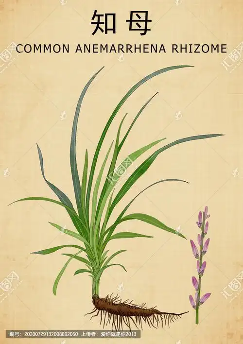 药材 中草药中药 中医 中医文化 手绘值物花草 本草纲目 百草集 草本