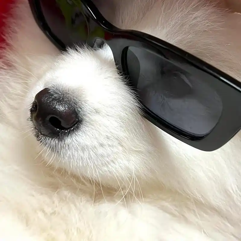 狗狗头像# #萨摩耶# #萌宠成长记