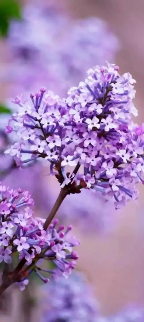 丁香花的花语:纯真无邪,忧愁思念8.