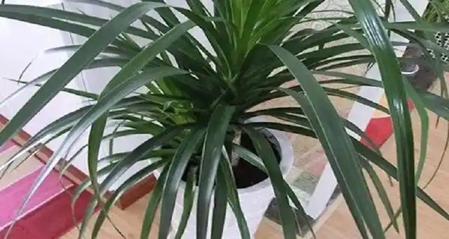 龙须兰怎么养,龙须兰的养殖方法和注意事项