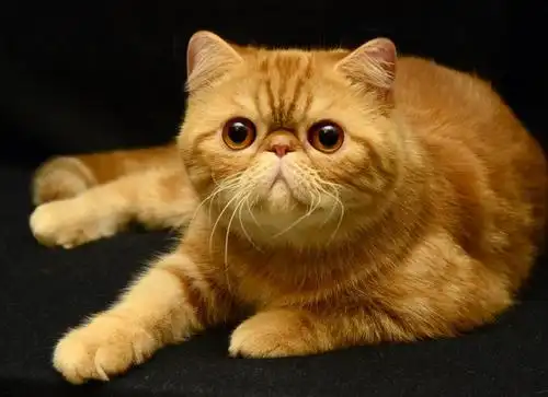 萌贱加菲猫原型 异国短毛猫