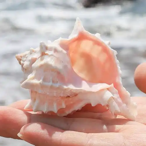 粉色玫瑰千手菊花天然海螺贝壳鱼缸装饰水族箱海螺