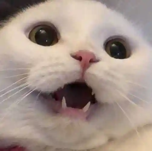 求图来了 有没有敲可爱的猫咪头像?