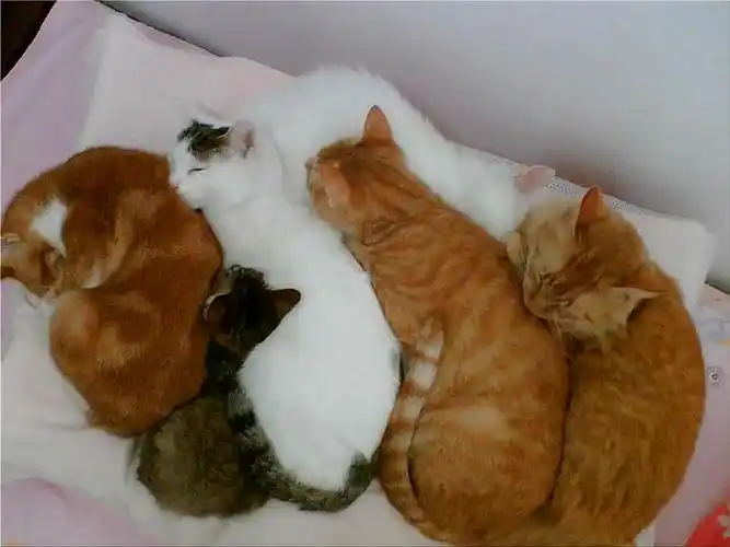 求一图片,大概四五只小猫挤在一起睡觉,脸都朝左,一只黄的,一只白的