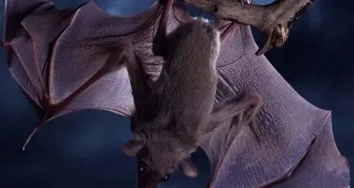 老鼠变成蝙蝠过程是真的吗蝙蝠不是老鼠变的纯属谣言