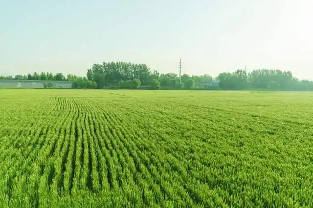 粮食种植也比较好,这时候去,你还可以看到一望无际的绿油油的麦田,过