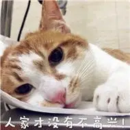 可爱搞笑的猫咪头像图片带字可爱呆萌的你一定喜欢的