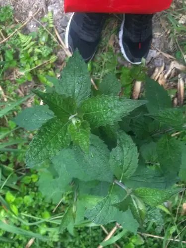 土薄荷.功效:发汗解热,疏肝理气,利咽止痛,止痒