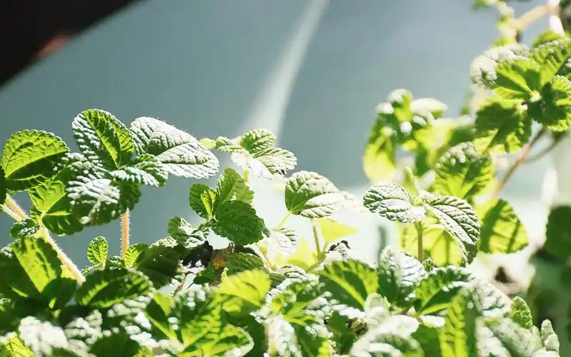 小清新绿色护眼植物高清宽屏图片桌面壁纸