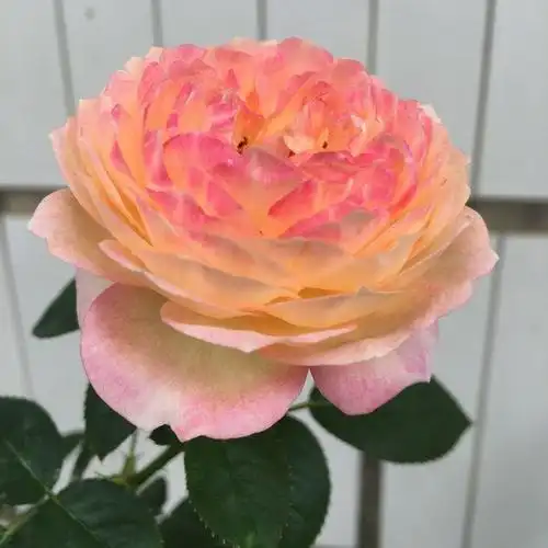 喜欢月季推荐养"罗曼尼·詹森",花开会变色,甚美,堪称精品_花卉