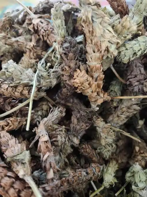 供应夏枯球新货