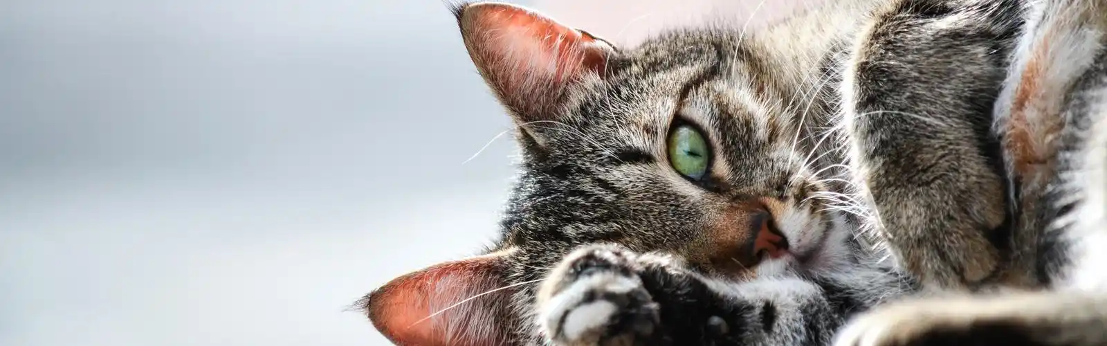 猫睡觉,爪子 壁纸 - 3840x1200 双屏全景