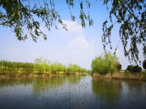 千娇百媚万般妖娆风姿绰约陈桥湿地公园