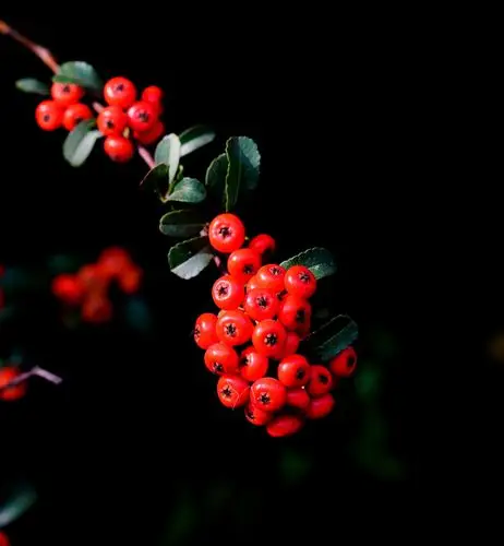 火红的火棘 - 美篇