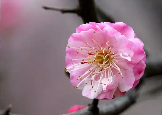 梅花品种分类及花卉图片大全4