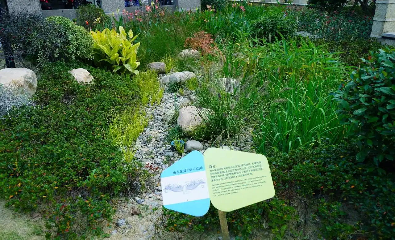 雨水花园近景