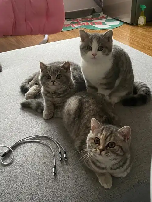 乳白英短和银渐层的串串们