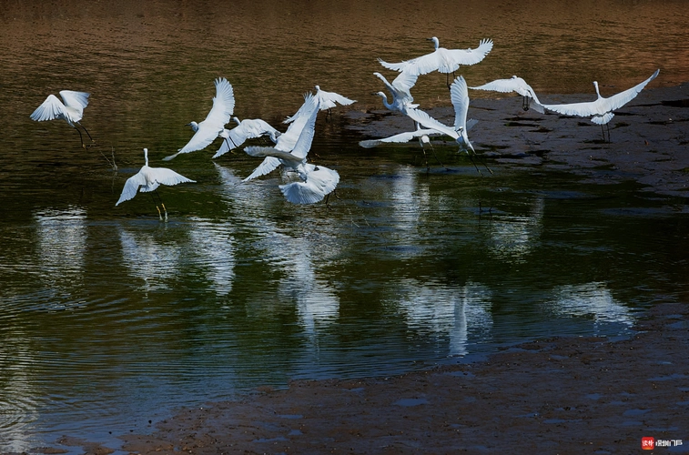 白鹭满天飞很多人想搬来东莞这条村