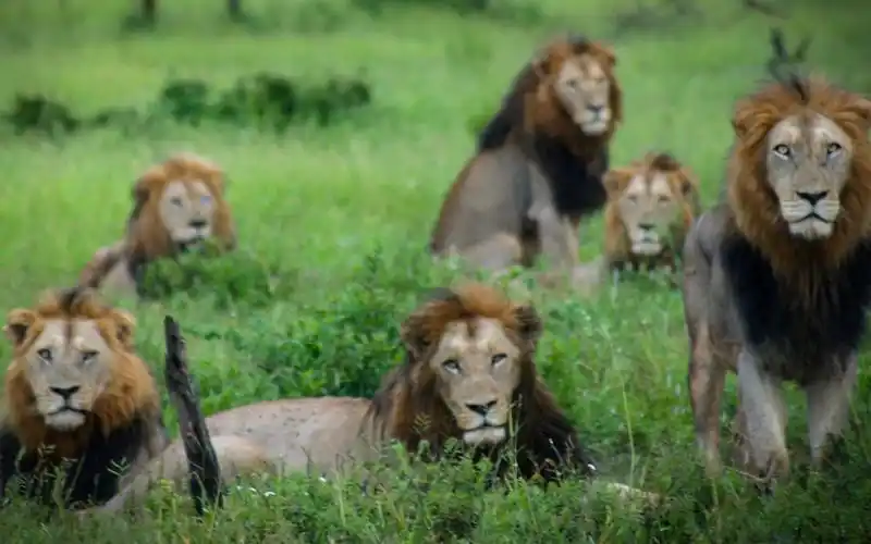 魔鬼联盟雄狮阵容堪比坏男孩联盟漂亮男孩的死是否与它们有关