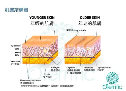 年纪与皮肤关系结构图 skin structure             年纪轻皮肤与年纪