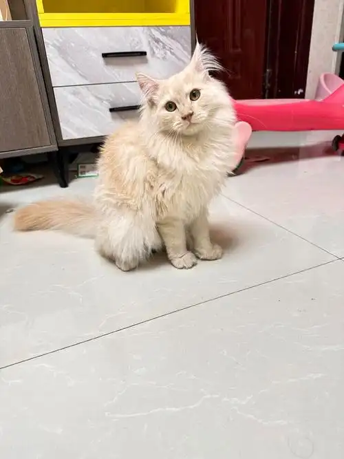 哪位大神帮看一下,我这是不是缅因猫啊?