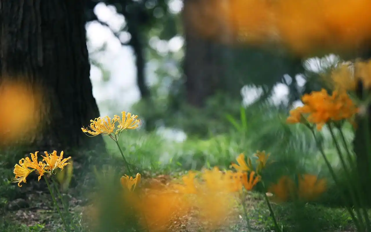 唯美的彼岸花高清桌面壁纸