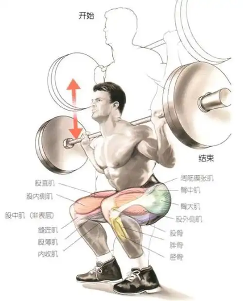 "年轻不练腿,老了要后悔",深蹲,男人的不二选择|肌肉|哑铃|提臀_网易