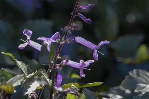 莫娜紫香茶菜vv首发