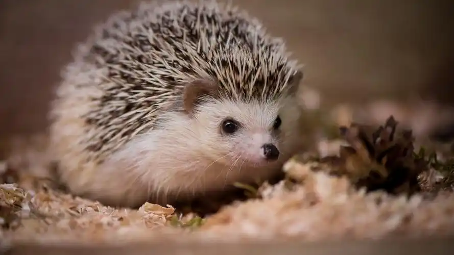 野生动物,刺猬,刺团,猬鼠,偷瓜獾,毛刺,动物,壁纸可爱的小刺猬桌面