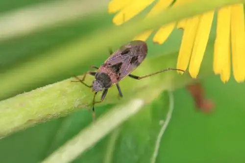 昆虫世界6-蝽科 作者:justin的美篇